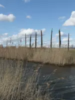 WA290 1 Veeneiken Land art Binnenveld Bertus Haverkort 2021 JPG