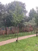 WA322 1 Aleyda en Entgen Belmonte Arboretum Femke Herregraven 2024 jpg