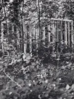 WA149 1 Gegroeide Ruimte Belmonte tijdelijk Doc Beelden od Berg 1985 Klimop Krijn Giezen jpg