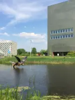 WA257 1 Must leave vijver campus Wageningen UR Vang Iversen Marten Scheffer JPG