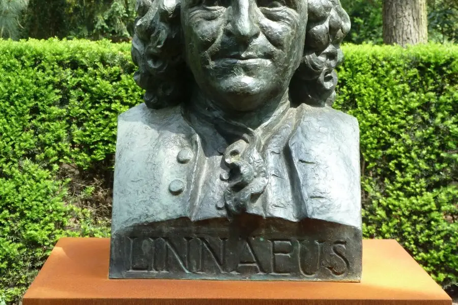 WA111 2 Linnaeus borstbeeld Arboretum De Dreijen jpg